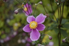 image of flower