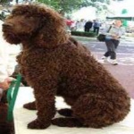 image of irish_spaniel #25