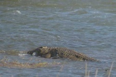 image of african_crocodile