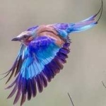 image of bird