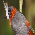 image of bird