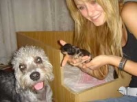 image of dandie_dinmont