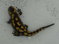 image of european_fire_salamander