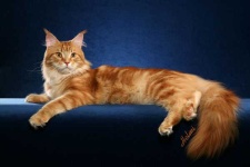 image of maine_coon #2