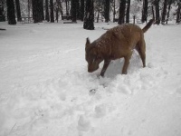 image of chesapeake_bay_retriever