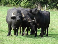 image of water_buffalo