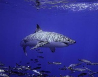 image of great_white_shark #26