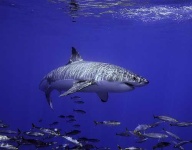 image of great_white_shark