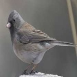 image of bird