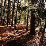 image of forest