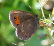 image of ringlet