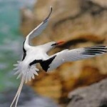 image of bird