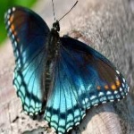 image of animal