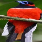 image of red_naped_trogon #3