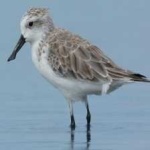 image of bird