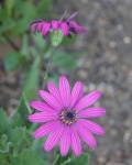 image of flower