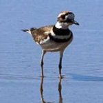 image of bird