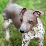 image of animal
