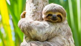 image of sloth