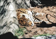 image of jaguar_car