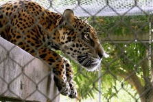 image of jaguar_car
