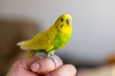 image of parakeet