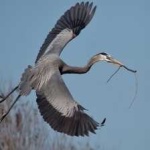 image of blue_heron #18