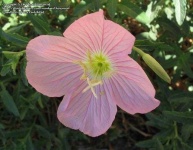 image of flower