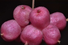 image of food