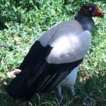 image of bird