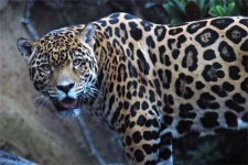 image of jaguar_car