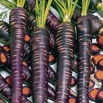 image of carrot
