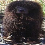 image of animal