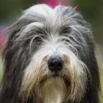 image of animal