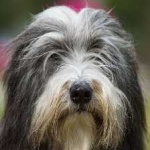 image of bearded_collie #29