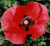 image of flower