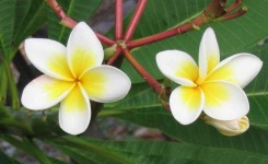 image of flower