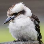 image of bird