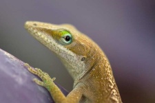 image of agama
