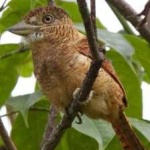image of bird