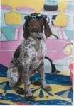 image of german_short_haired_pointer