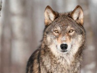 image of wolf #24