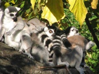 image of madagascar_cat
