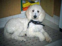 image of standard_poodle