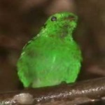 image of bird