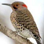 image of northern_flicker