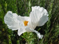 image of flower