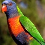 image of bird