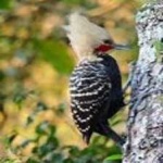 image of bird
