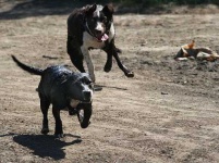 image of kelpie